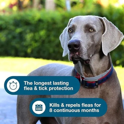 Seresto Flea & Tick Collar for Large Dogs